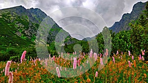 Meadow full of pink mountain flowers with high altitude mountains