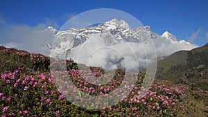 Meadow full with pink wildflowers