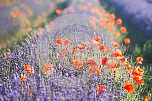 Red wild poppies and lavender field closeup in sunshine flare