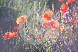 Red wild poppies closeup in sunshine flare