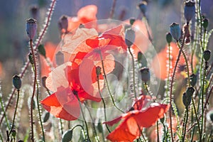 Red wild poppies closeup in sunshine flare