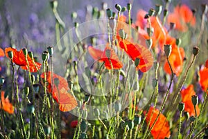 Red wild poppies and lavender closeup in sunshine flare