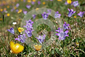 Meadow full of yellow and purple wildflowers under the bright spring sun