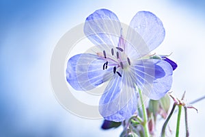 Meadow geranium