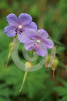 Blue wild flowers - Meadow Geranium or Meadow Cranesbill; Geranium pratense