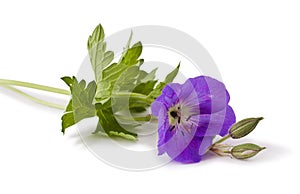 Meadow geranium flower