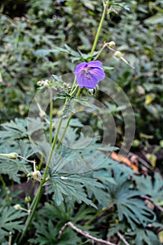 Meadow geranium in the forestGerÃÂ¡nium pratÃÂ©nse