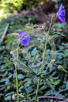 Meadow geranium in the forestGerÃ¡nium pratÃ©nse