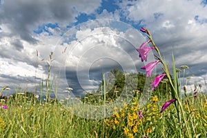 Meadow with Gladiolus in bloom in springtime