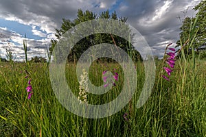 Meadow with Gladiolus in bloom in springtime