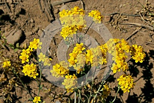 Golden Yarrow, Yellow Yarrow flowers photo