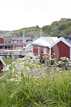 Meadow with gout weed in front of fishermans shack in the fishing billage Nusfjord, Lofoten Islands, Norway