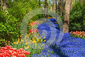 Meadow of grape hyacinth and spring blooms in Keukenhof garden, Lisse, Netherlands Holland nature, cultivation