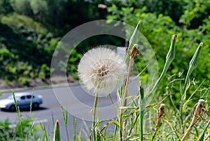 Meadow grass, big dandelion in green grass