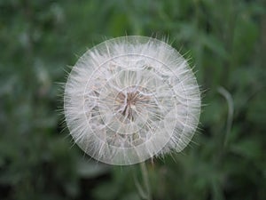 Meadow grass, big dandelion in green grass, close up, beautiful summer landscape