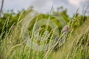 Meadow grass. Blowing wind bend blades of grass in field