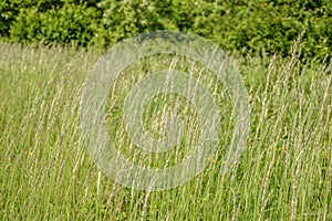 Meadow grass. Blowing wind bend blades of grass in field