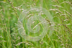 Meadow grass. Blowing wind bend blades of grass in field