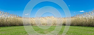 meadow with grass and blue sky