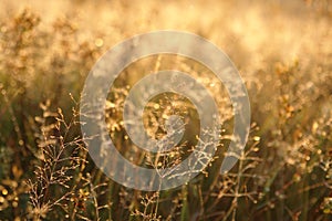 A meadow-grass (bluegrass) in warm morning light. Autumn background - golden grass in the field
