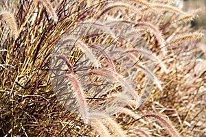 Meadow grass close up