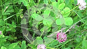 Meadow grass close up horisontal panorama using steadicam. Video footage motion camera.