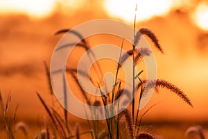 Meadow grass flower with dewdrops in the morning with orange sunrise sky background. Selective focus on grass flower on blur