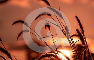 Meadow grass flower in the morning with golden sunrise sky. Silhouette grass flower on blur bokeh background of yellow and orange