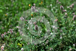 In the meadow among the grass grows trifolium arvense