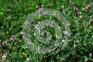 In the meadow among the grass grows trifolium arvense