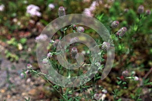 In the meadow among the grass grows trifolium arvense