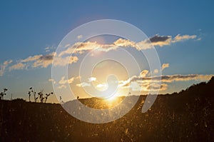 Meadow grass in a hilly forest valley in the rays of the sun on a sunset background. Russian wildlife nature landscape