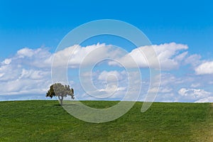 Meadow, grass land with tree, blue sky, screen saver computer photo