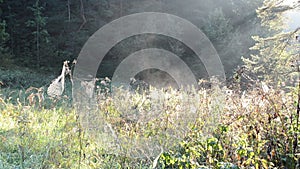 Meadow grass lot spiderweb spider web fog vapour evaporate