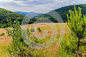 Meadow with grass on a low descent from the hill with a beautiful view of the slopes overgrown with wood and mountain