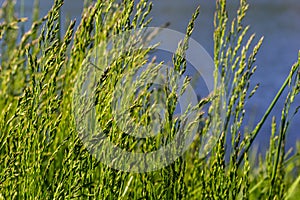 Meadow grass meadow with the tops of stele panicles. Poa pratensis green meadow european grass