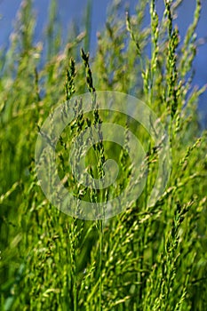 Meadow grass meadow with the tops of stele panicles. Poa pratensis green meadow european grass