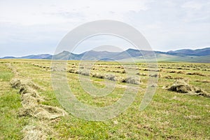 Meadow with grass mowed down