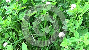 Meadow grass panorama using steadicam. Video footage motion camera. Vertical panorama with the approach.