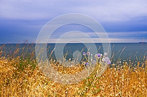 Meadow grass by the sea