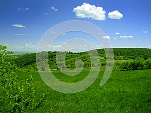 Meadow grass and sky