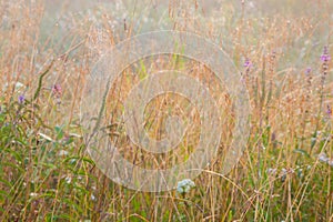 Meadow with grass and spyder net