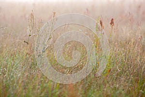 Meadow with grass and spyder net