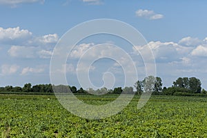 Meadow grass, threes a blue sky clouds