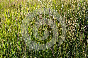 Meadow grass meadow with the tops of stele panicles. Poa pratensis green meadow european grass photo