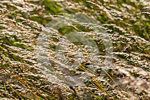 Meadow grass meadow with the tops of stele panicles. Poa pratensis green meadow european grass photo