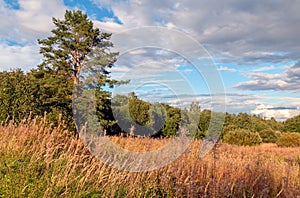 Meadow Grass and tree in the sunset