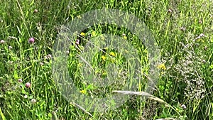 Meadow grass vertical panorama using steadicam. The camera movement.