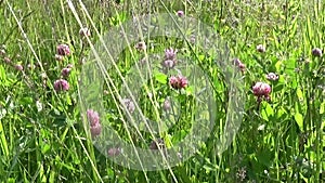 Meadow grass vertical panorama using steadicam. The camera movement.