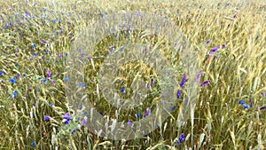 Meadow grass and wheat ears on the lawn move in gusts of wind sky turned black. Wildflowers swaying in background dark